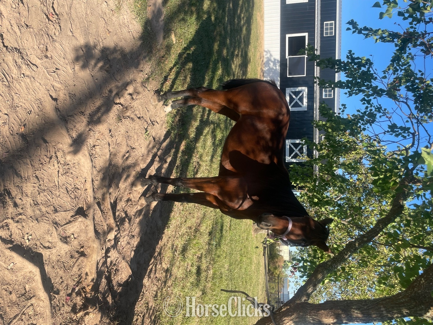 "Xena" Bay Mare Standardbred in Texas