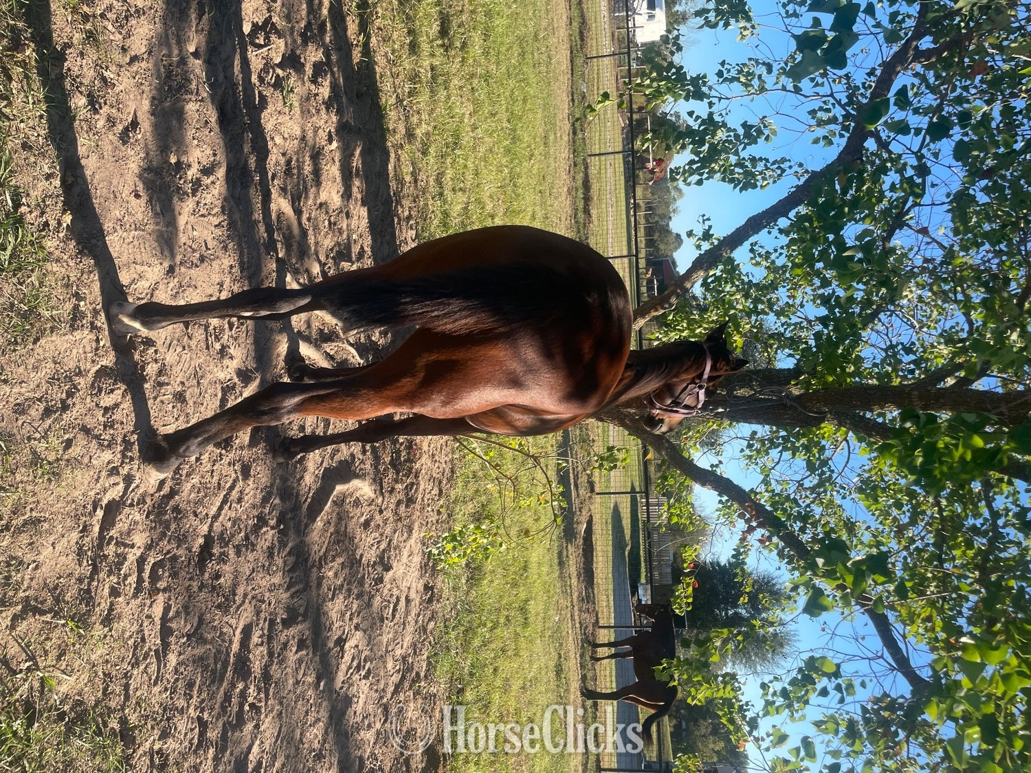 "Xena" Bay Mare Standardbred