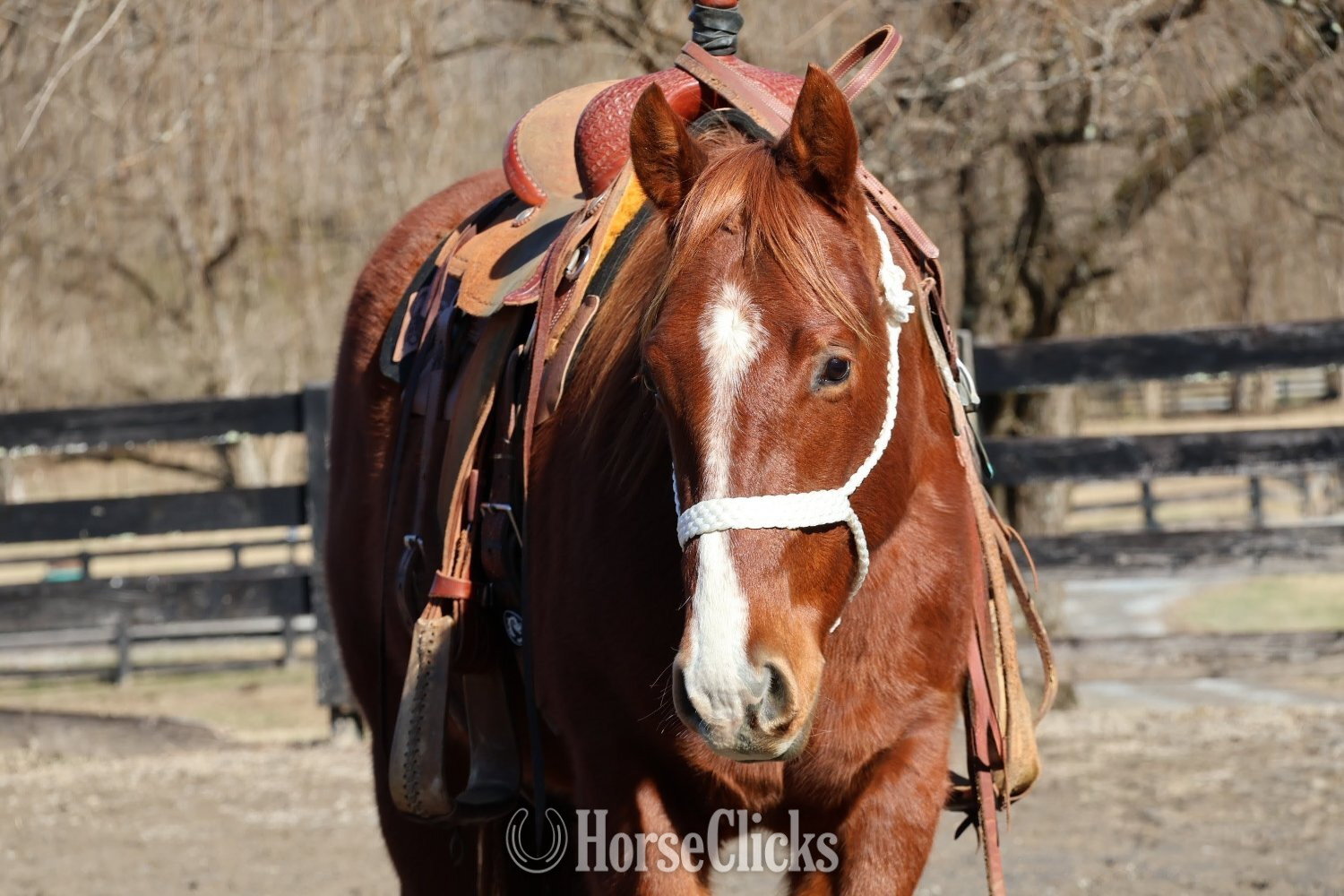 "Three Dee Playboy " Sorrel Gelding Quarter Horse in Tennessee