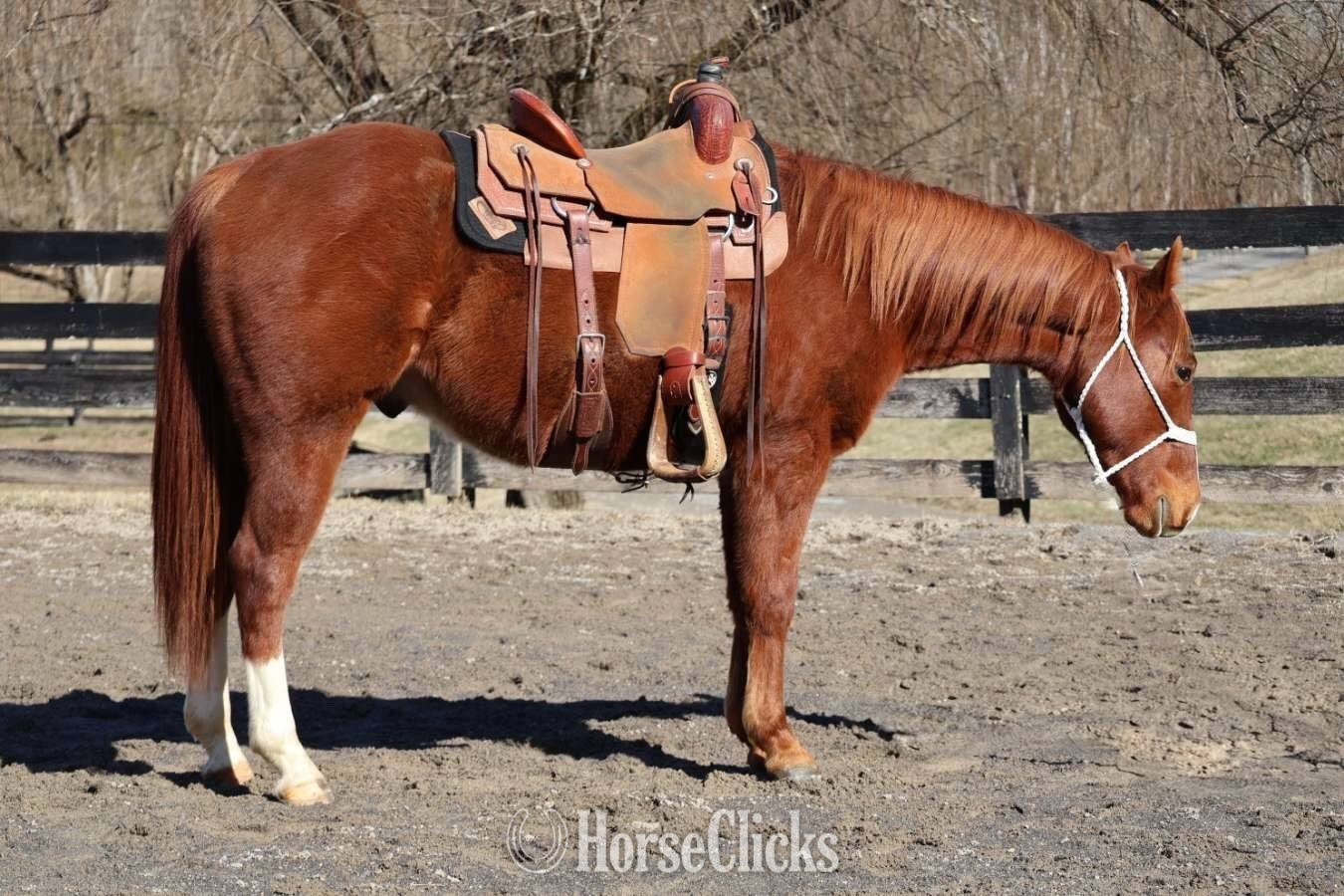 "Three Dee Playboy " Sorrel Gelding Quarter Horse