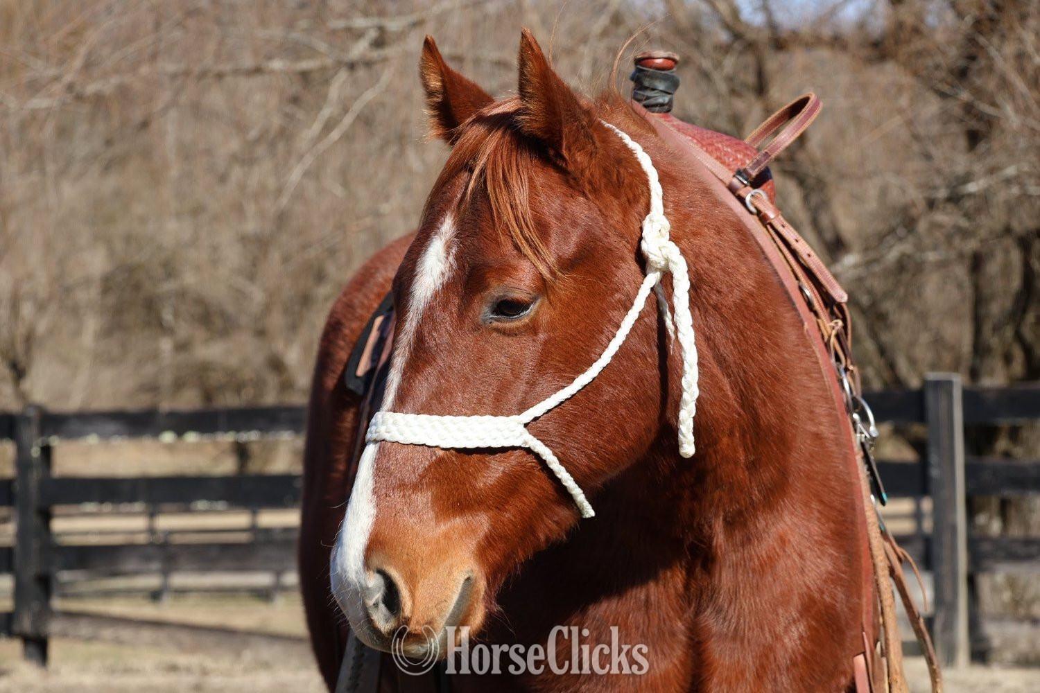 "Three Dee Playboy " Sorrel Gelding Quarter Horse Tennessee