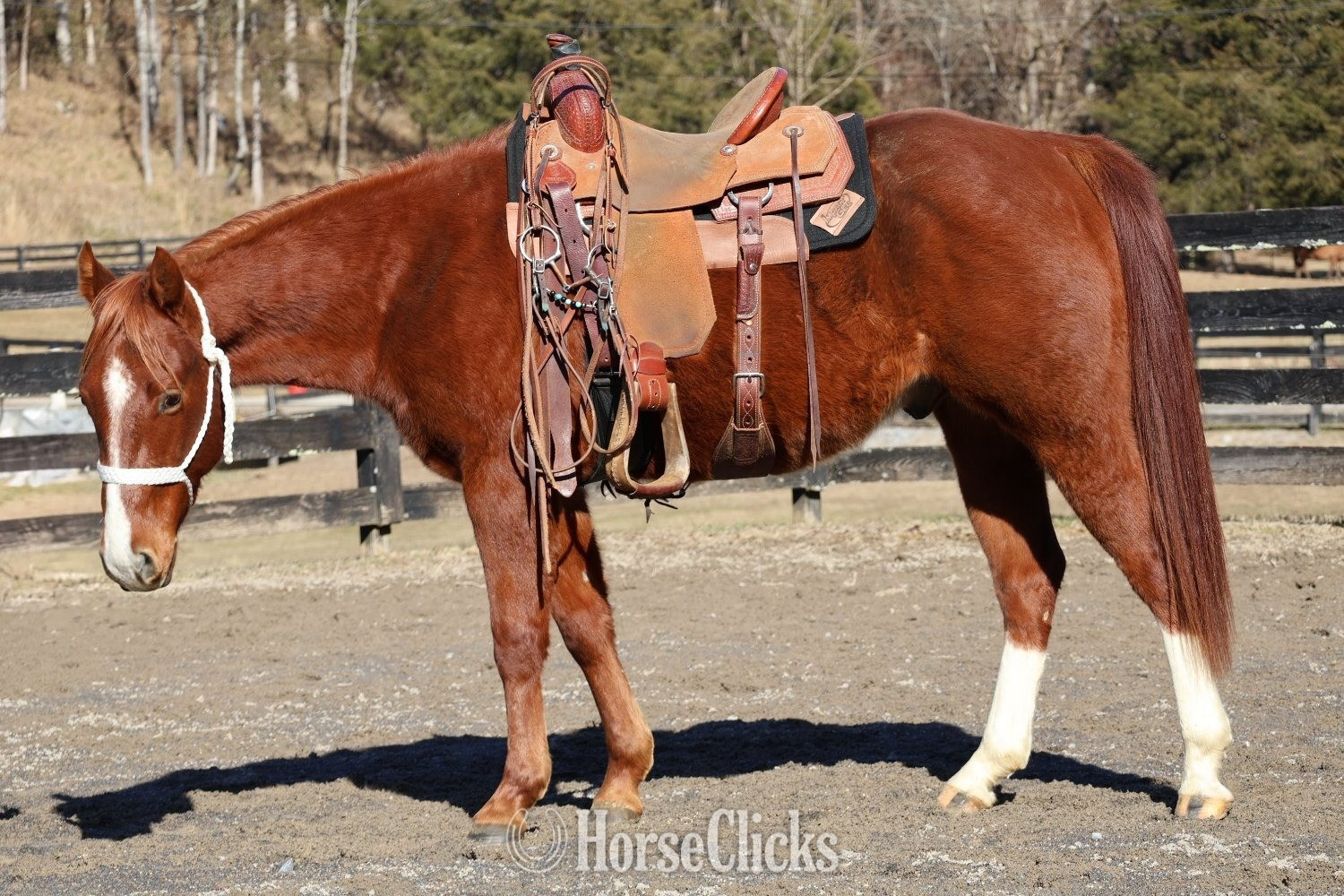Quarter Horse - "Three Dee Playboy " Sorrel Gelding Quarter Horse in Tennessee