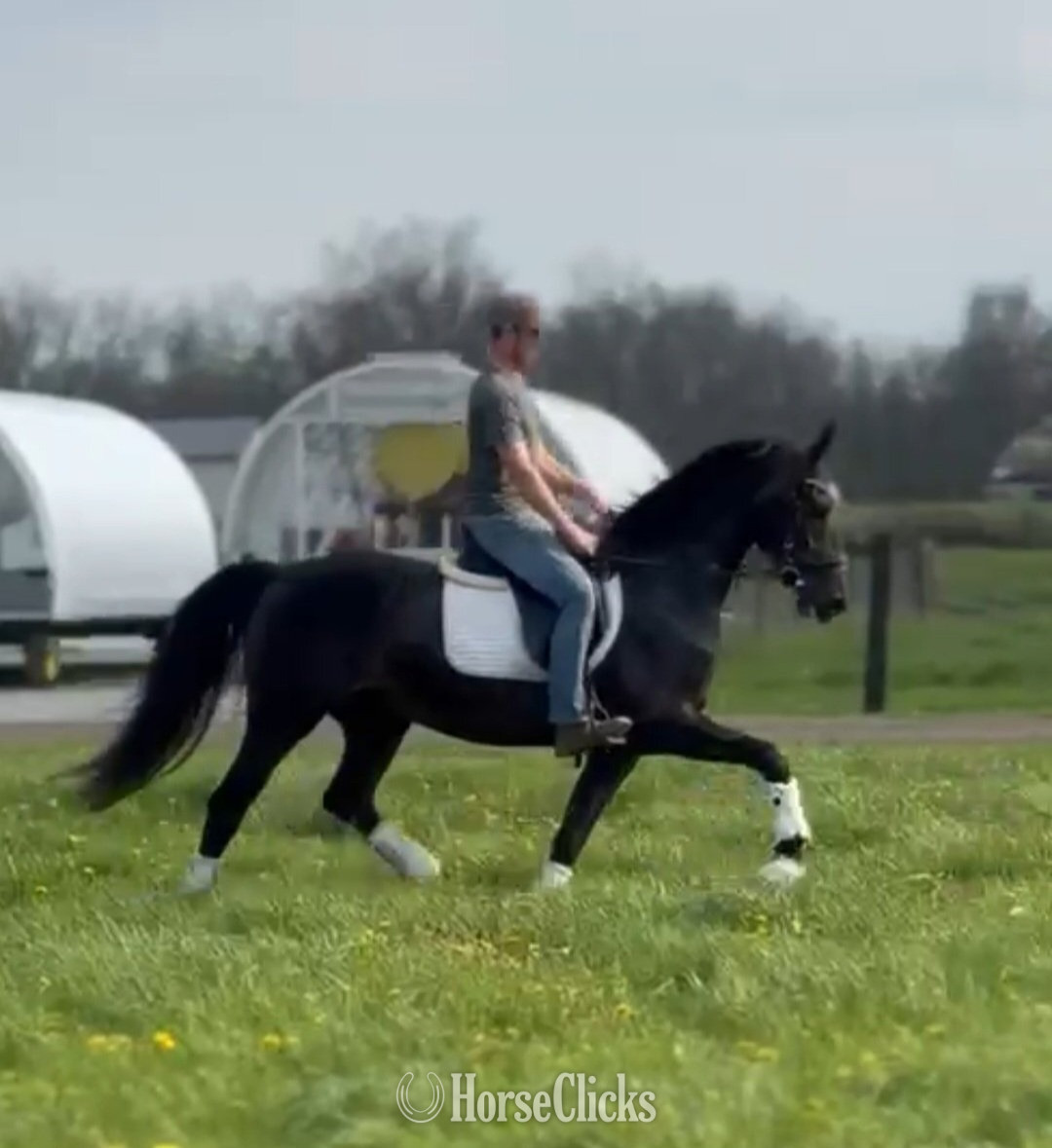 "Queen" Black Mare Other Breed in Indiana