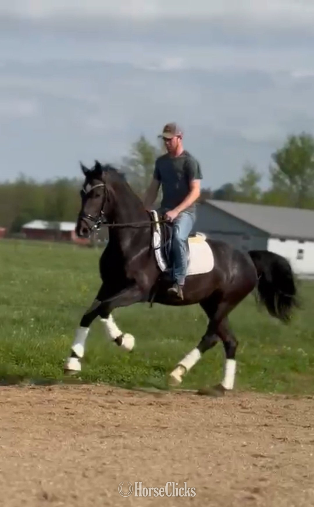 "Queen" Black Mare Other Breed