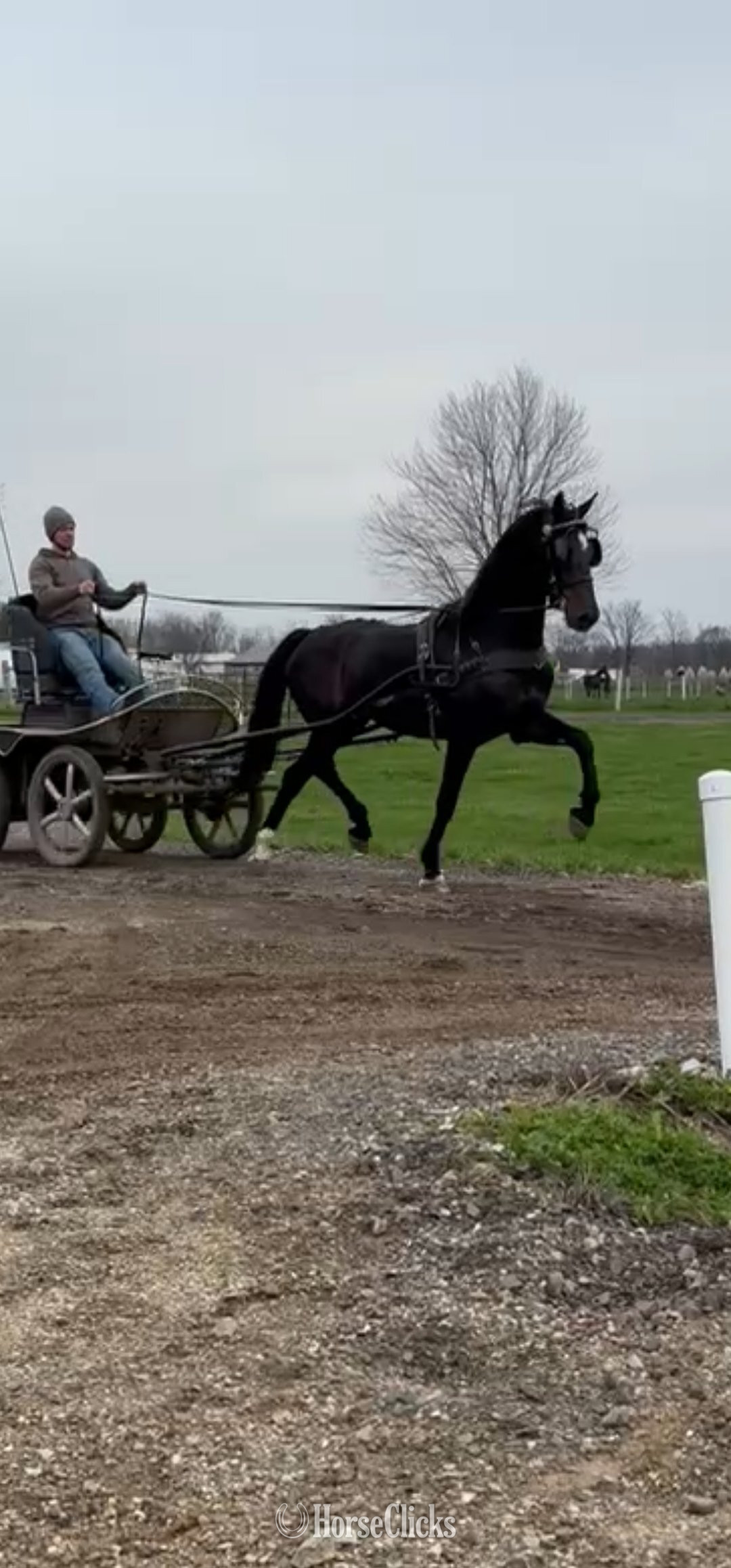 Indiana "Queen" Black Mare Other Breed