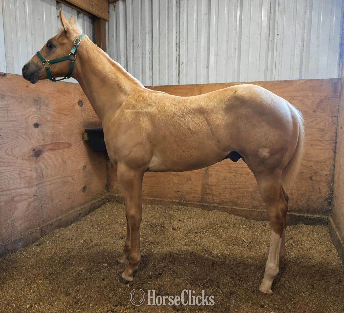 "Coolest Jinx" Palomino Stallion Paint