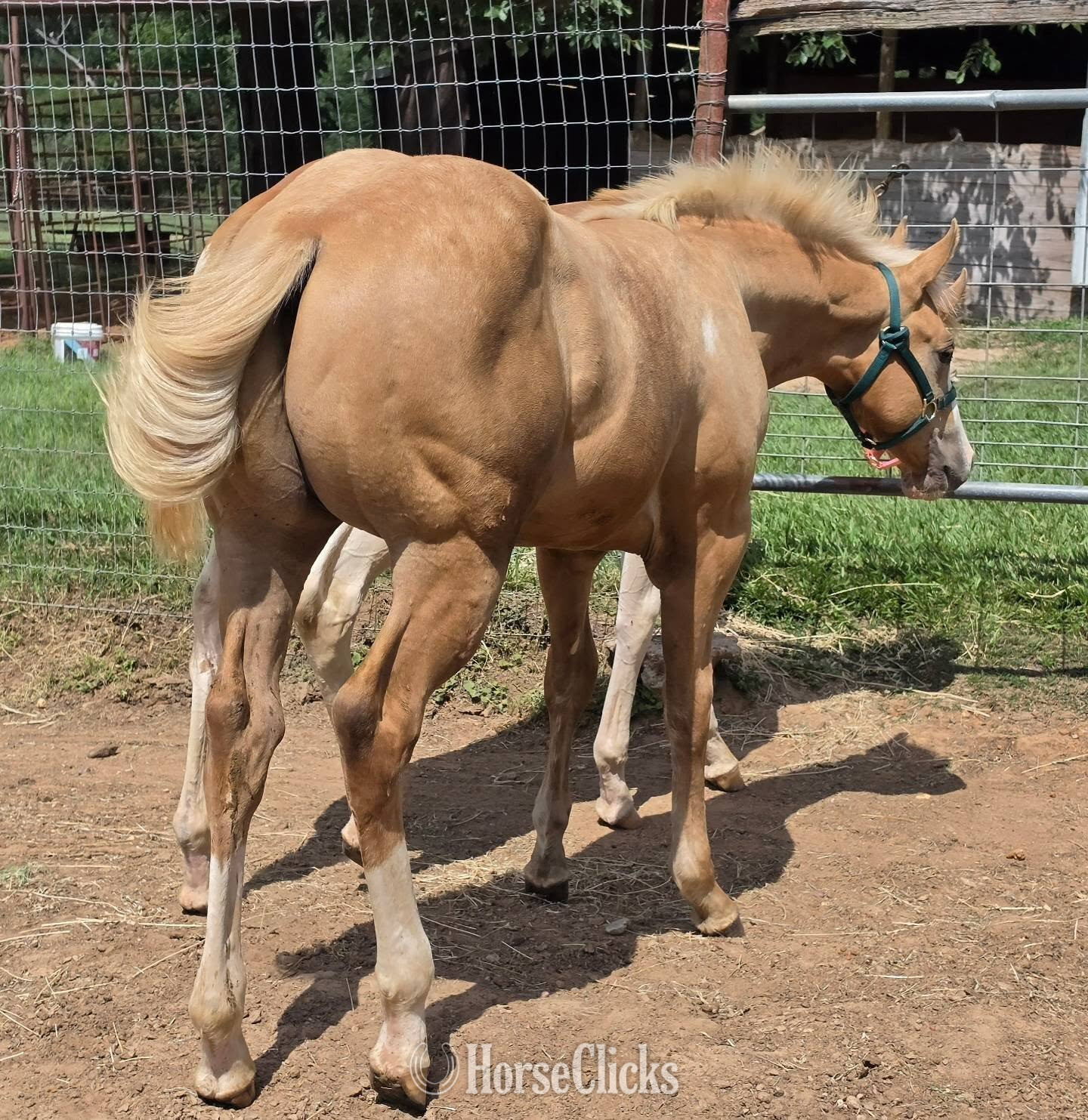 Texas "Coolest Jinx" Palomino Stallion Paint