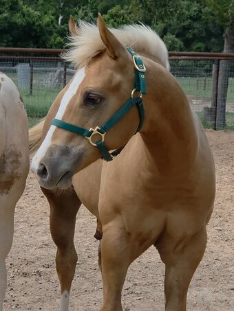 "Coolest Jinx" Palomino Stallion Paint