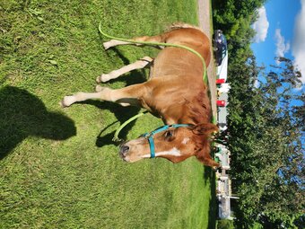 "Roeka" Sorrel Filly Draft
