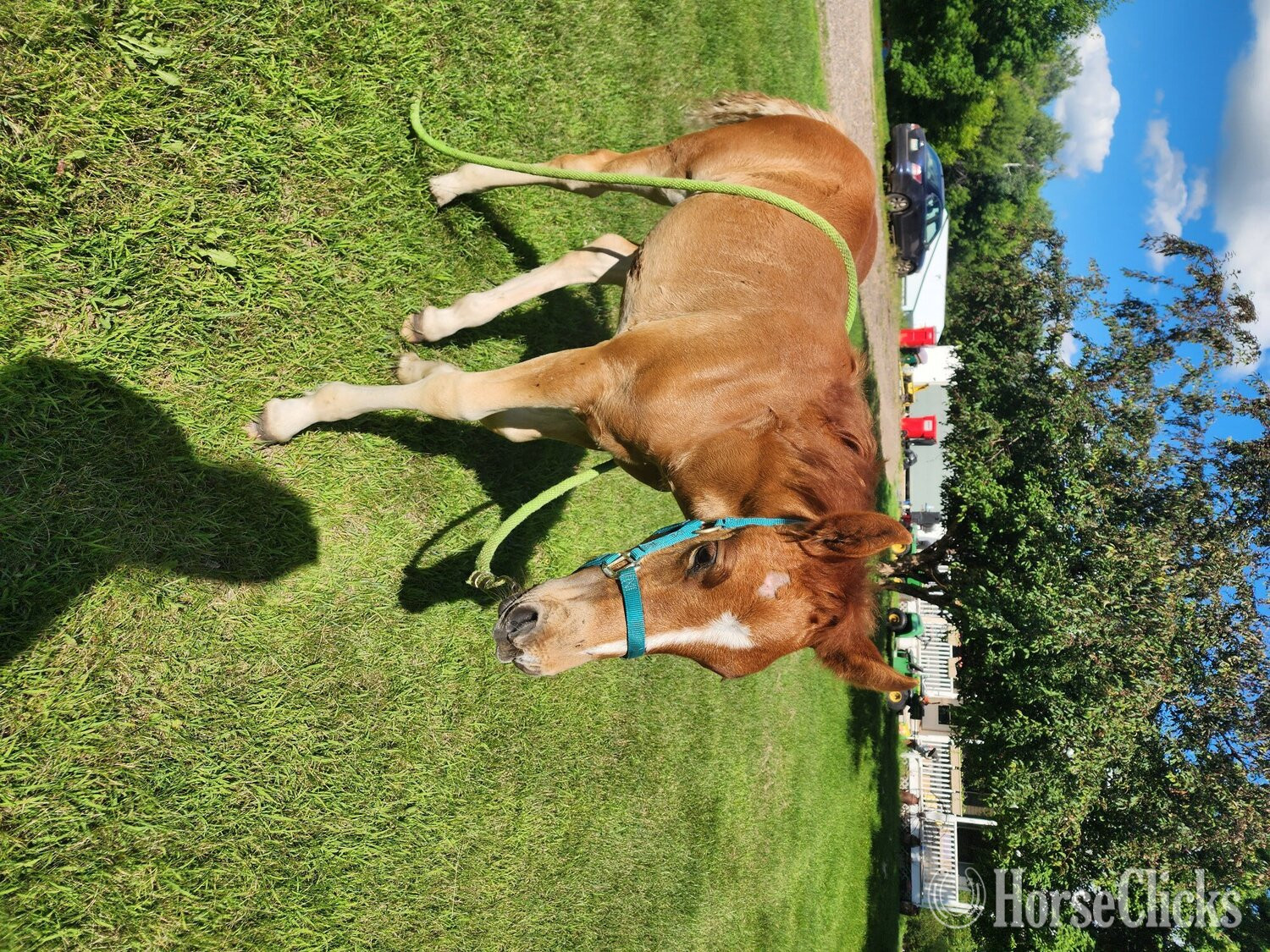 "Roeka" Sorrel Filly Draft in Minnesota