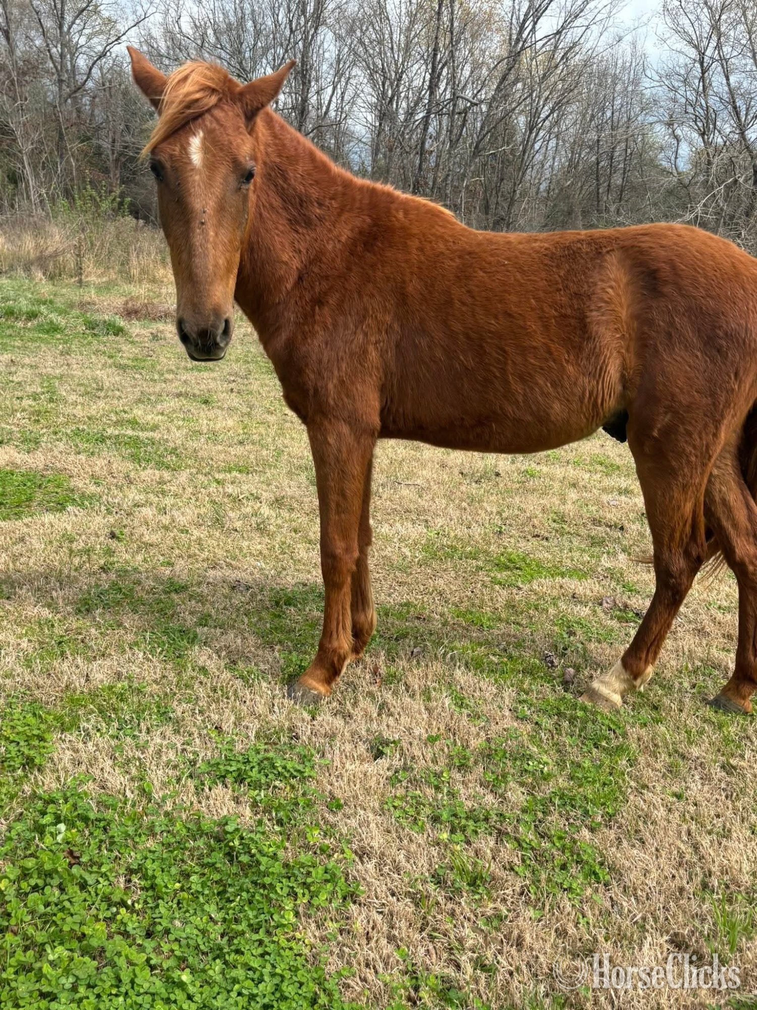 "Girlie "  Gelding Mustang