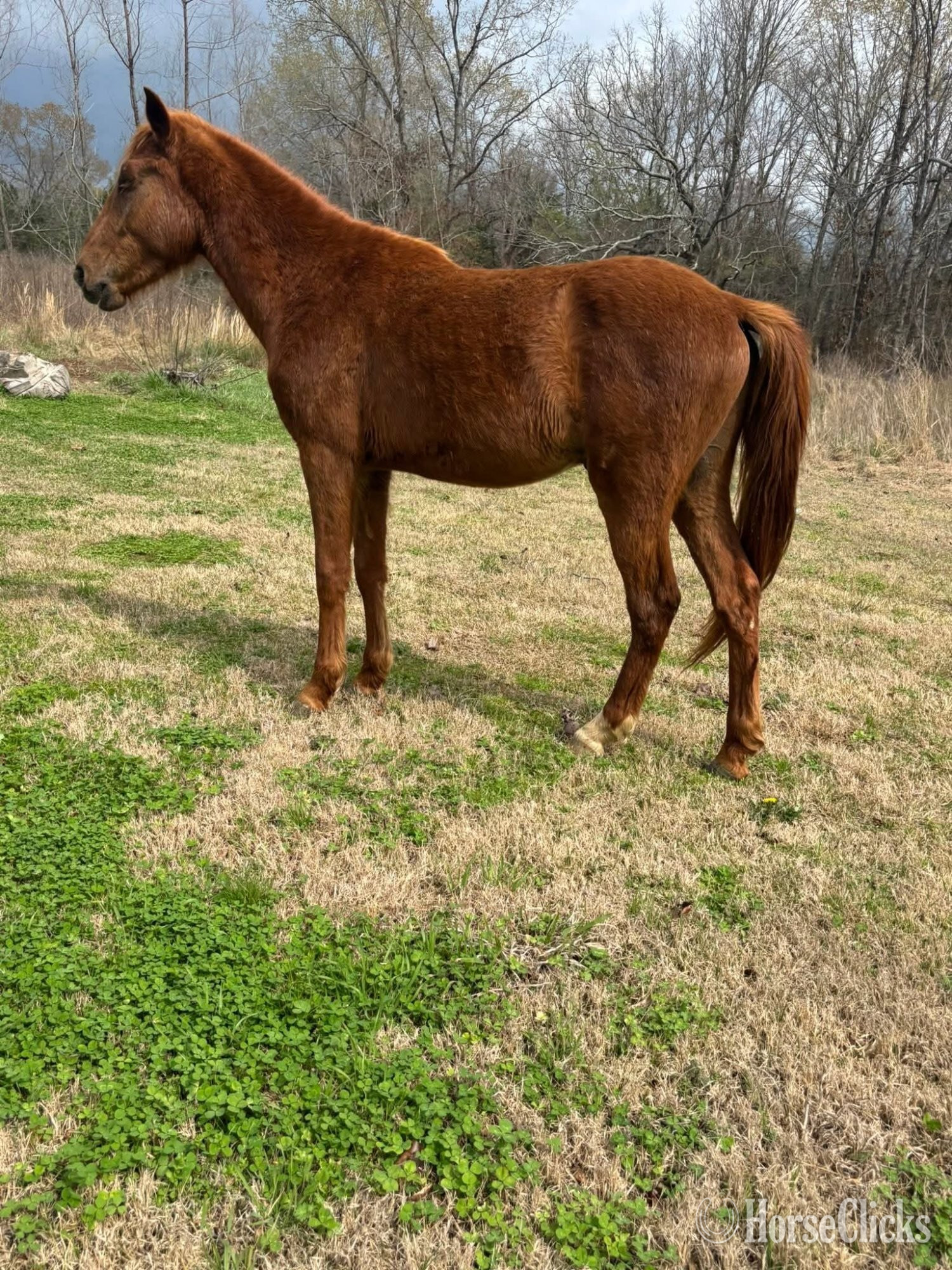 "Girlie "  Gelding Mustang in Oklahoma