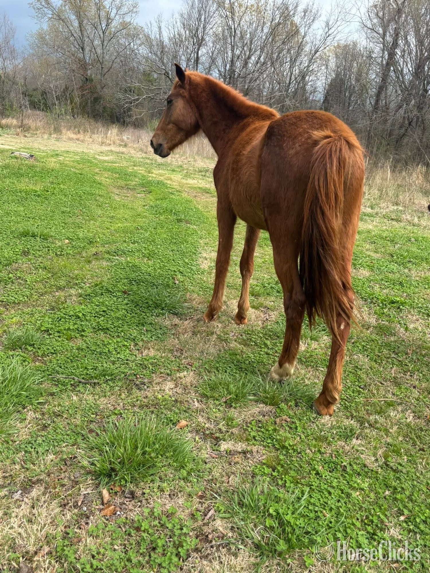 Oklahoma "Girlie "  Gelding Mustang