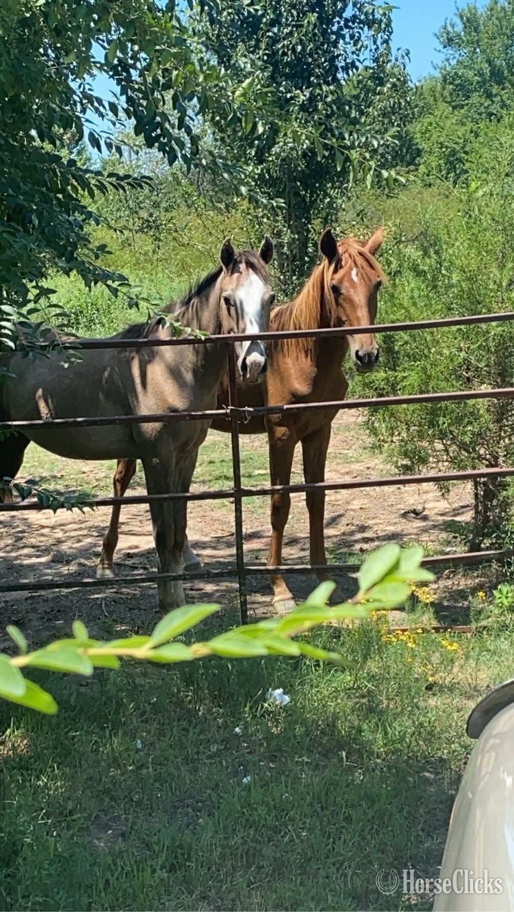 "Girlie "  Gelding Mustang - Mustang in Oklahoma