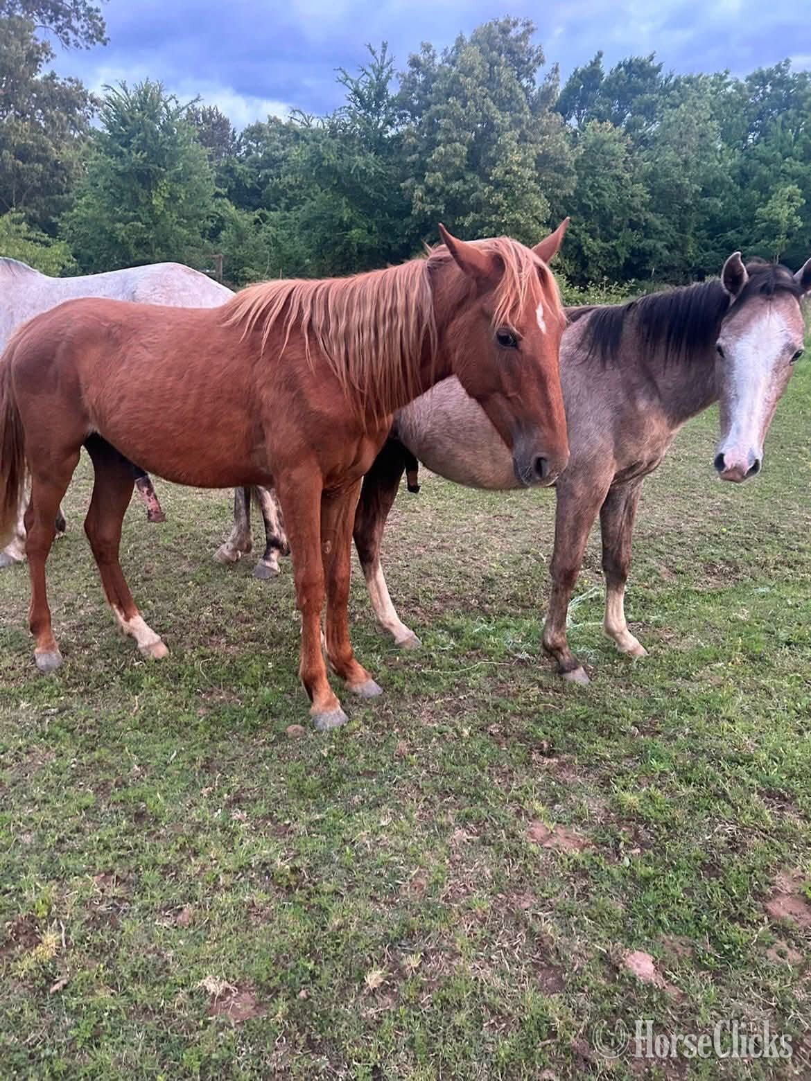 "Girlie "  Gelding Mustang - Mustang