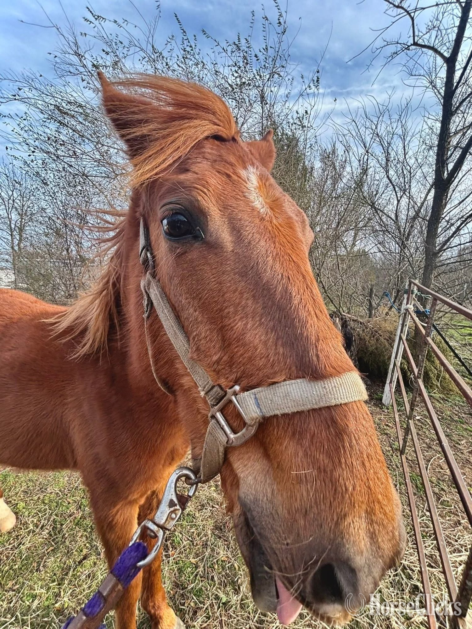 "Girlie "  Gelding Mustang Oklahoma