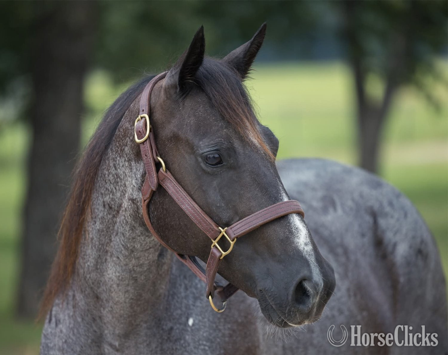 "LJSR" Blue Roan Mare Quarter Horse in Texas