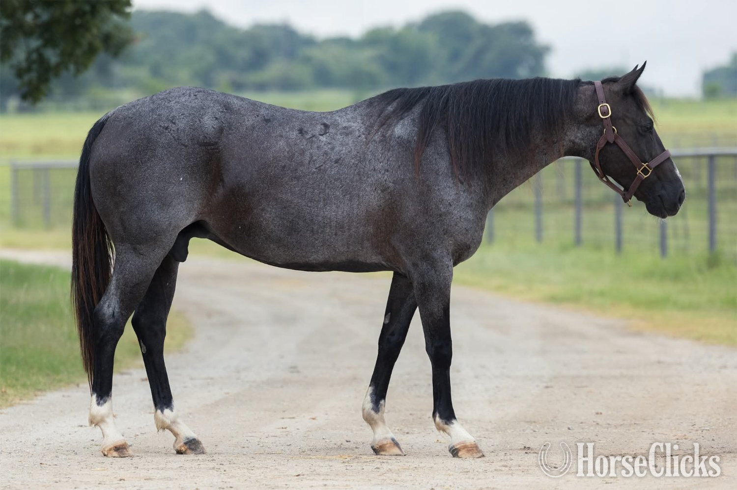 "LJSR" Blue Roan Mare Quarter Horse