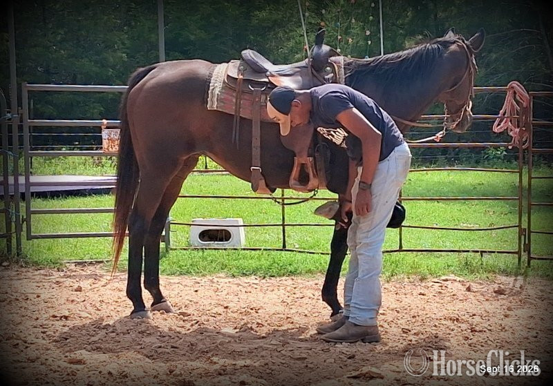 " Cat ?Kid Safe Beginner Safe Family Trai" Bay Mare Quarter Horse - Quarter Horse