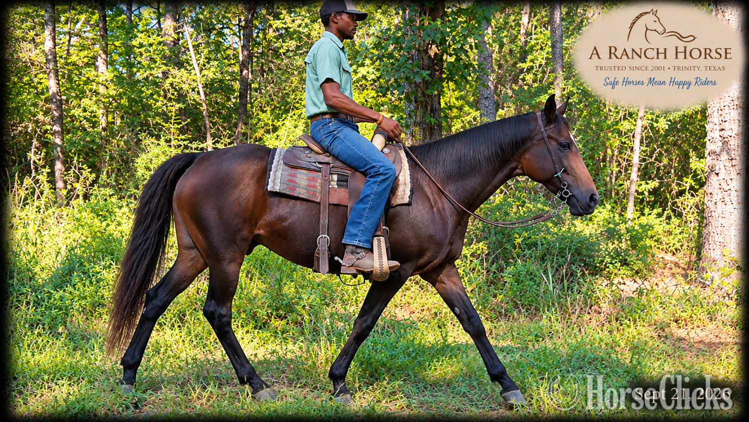 Appendix - " Cat Kid Safe Beginner Safe Family Trai" Bay Mare Appendix in Texas