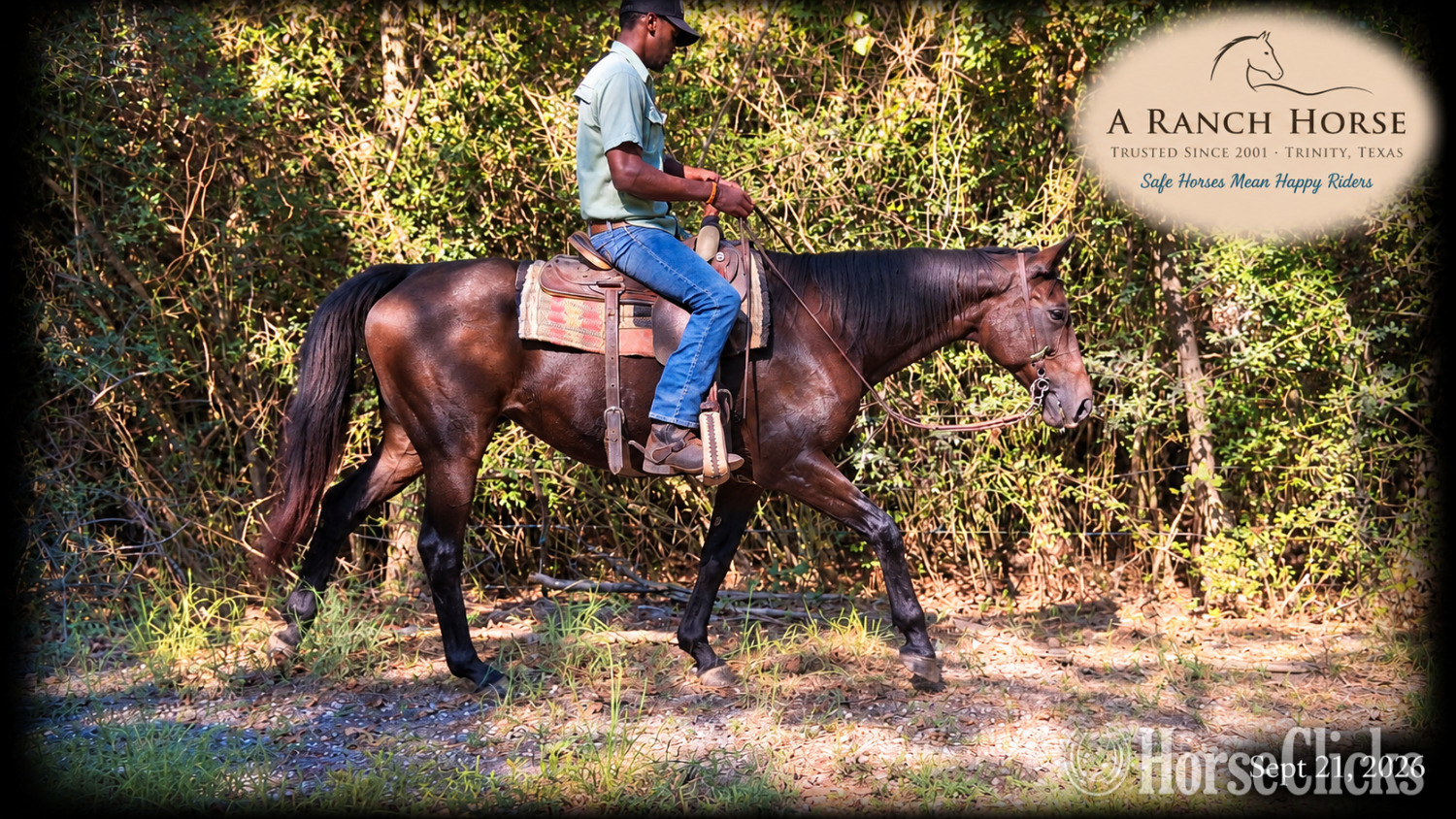 Appendix - " Cat Kid Safe Beginner Safe Family Trai" Bay Mare Appendix