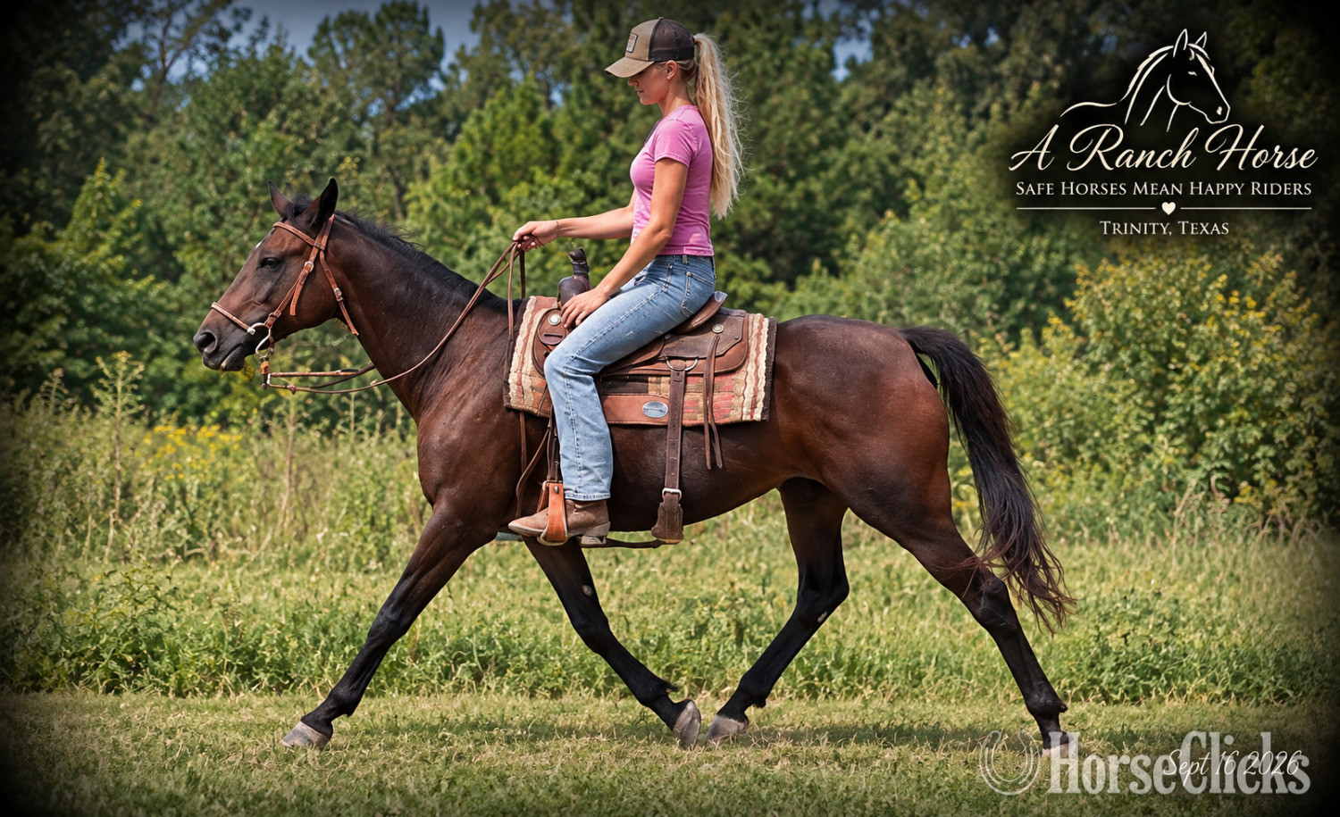 Texas " Cat ?Kid Safe Beginner Safe Family Trai" Bay Mare Quarter Horse