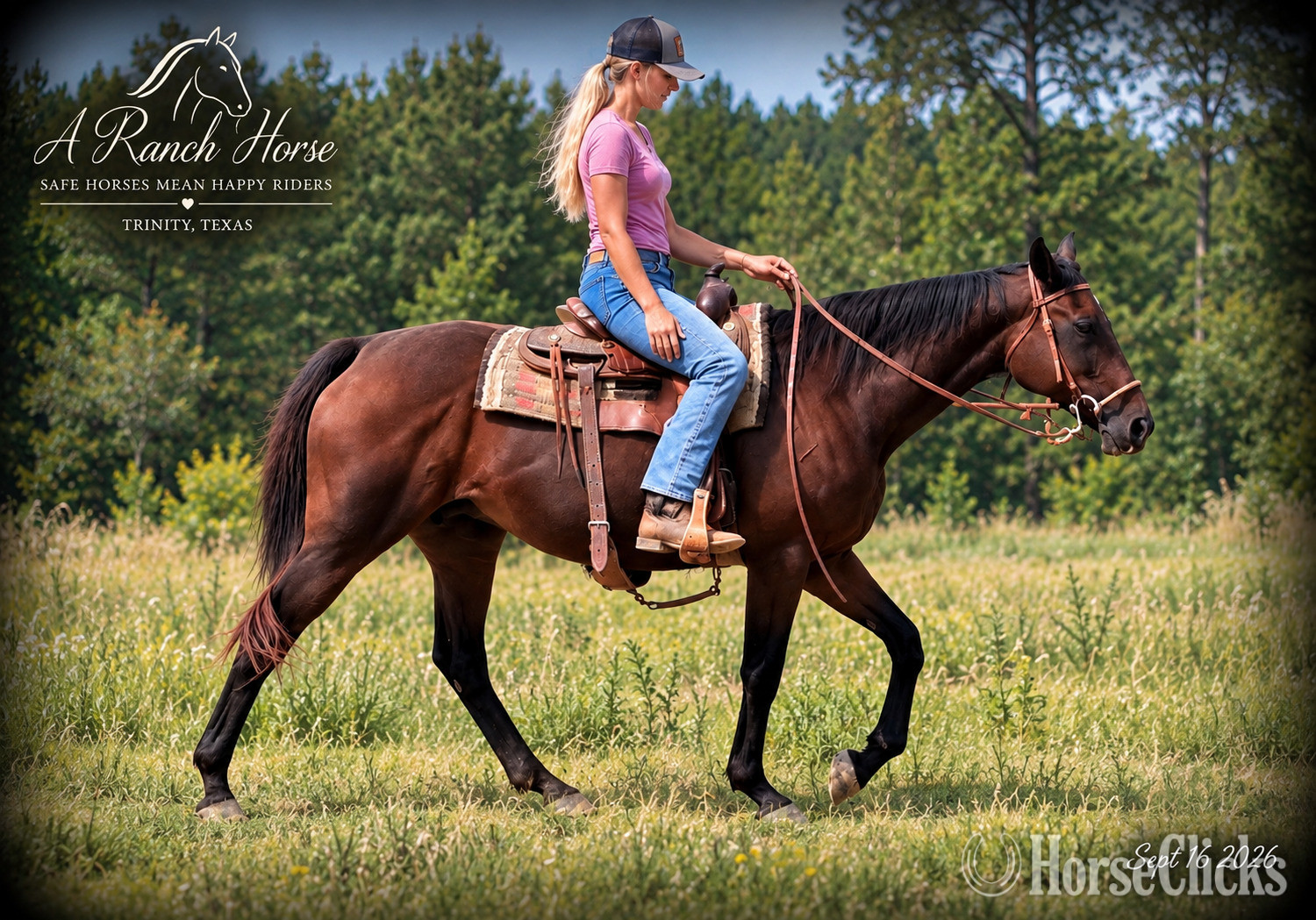 " Cat ?Kid Safe Beginner Safe Family Trai" Bay Mare Quarter Horse