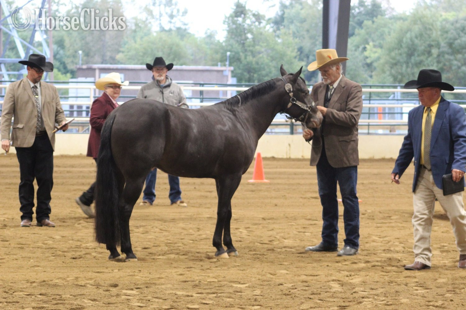 "WINDY'S INKHEART" Black Gelding POA in Tennessee