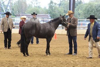"WINDY'S INKHEART" Black Gelding POA