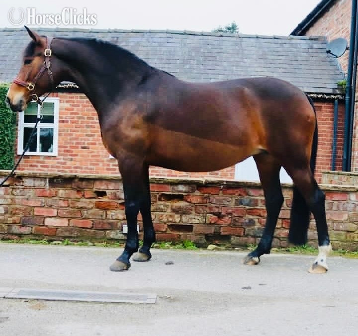 "Elsa " Bay Mare Warmblood