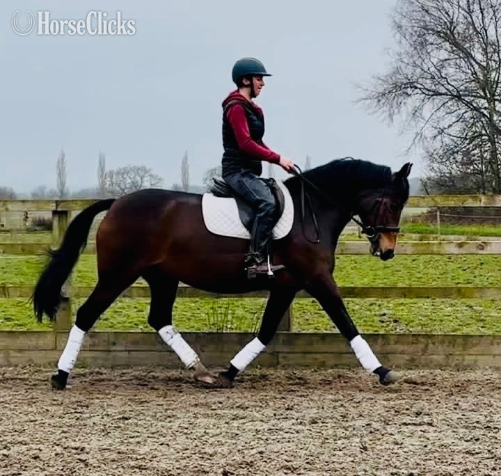Virginia "Elsa " Bay Mare Warmblood