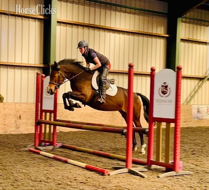 "Elsa " Bay Mare Warmblood - Warmblood in Virginia