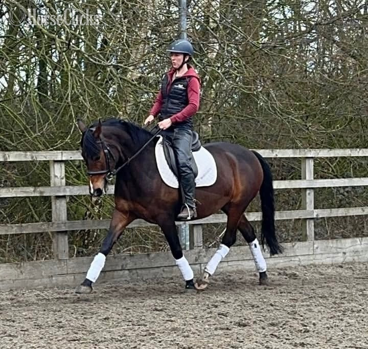 "Elsa " Bay Mare Warmblood - Warmblood
