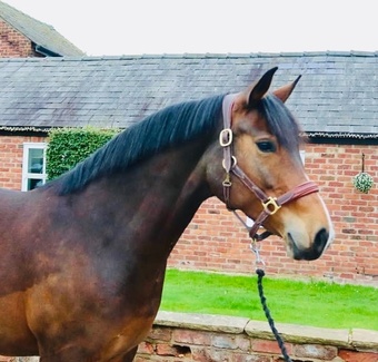 "Elsa " Bay Mare Warmblood