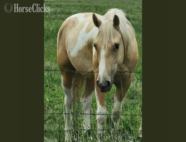 "King" Palomino Gelding Paint