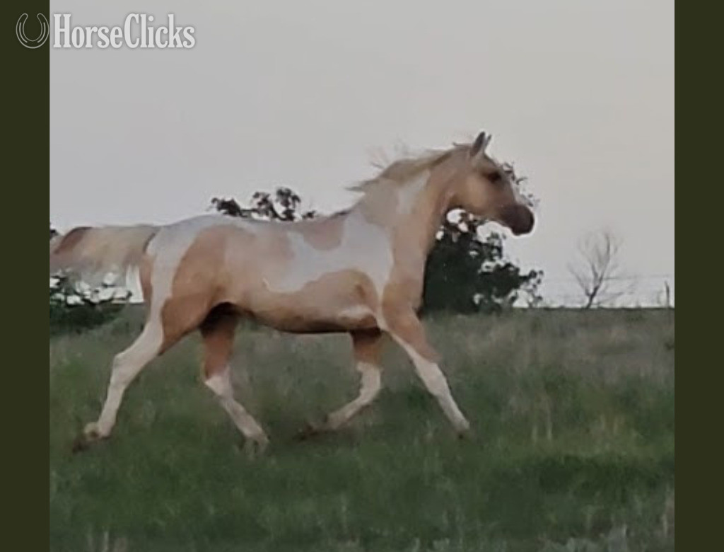 Nebraska "King" Palomino Gelding Paint