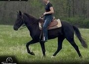 "Sam" Black Gelding Tennessee Walker
