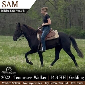 "Sam" Black Gelding Tennessee Walker