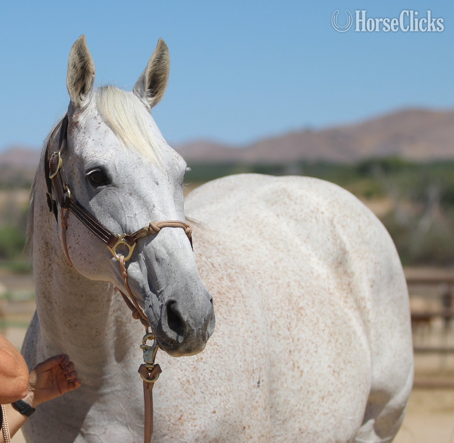 "Precious Time" Grey Mare Thoroughbred in California