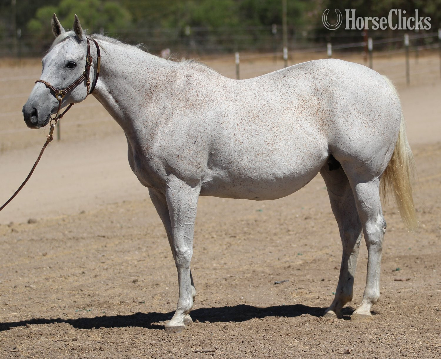 "Precious Time" Grey Mare Thoroughbred