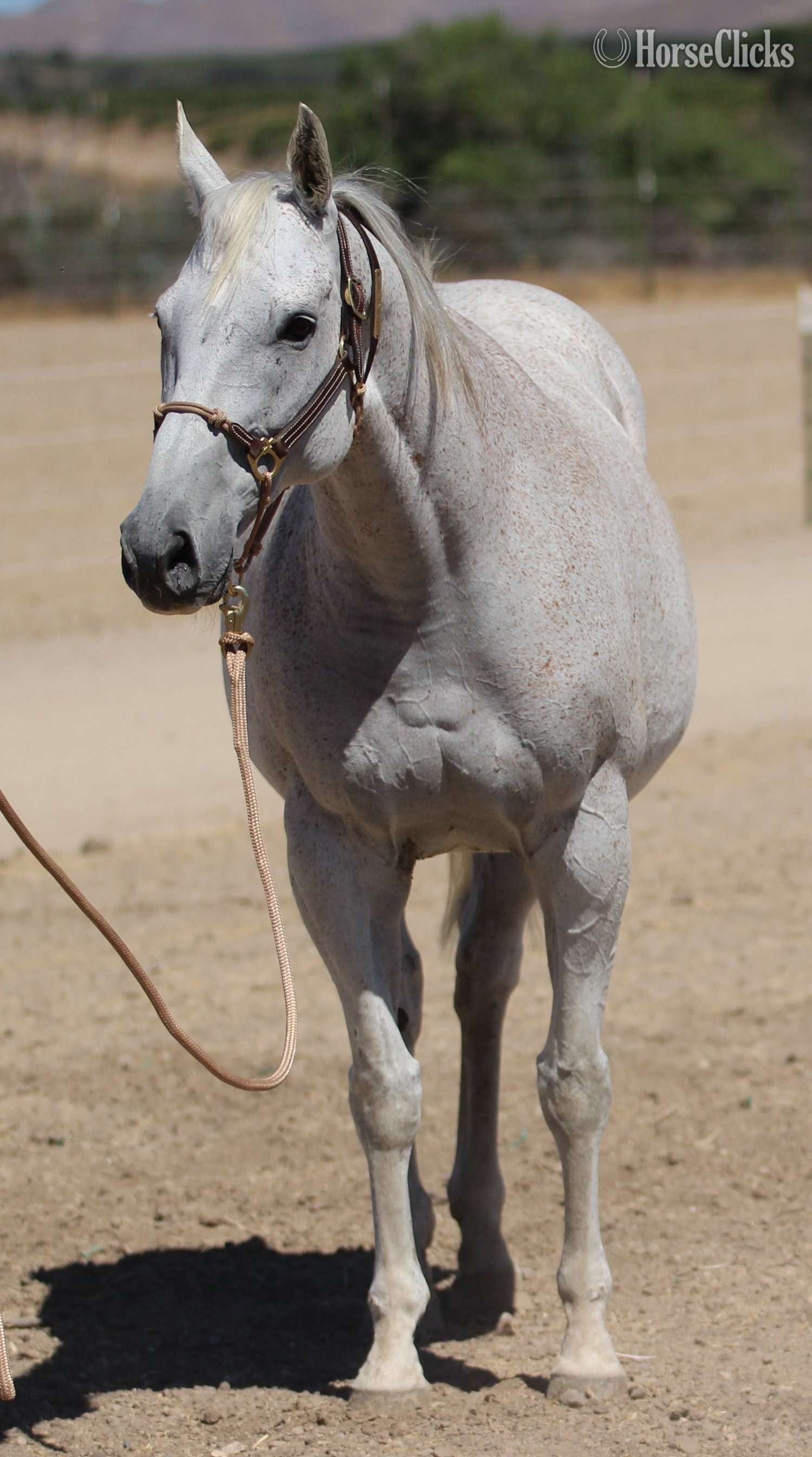 California "Precious Time" Grey Mare Thoroughbred