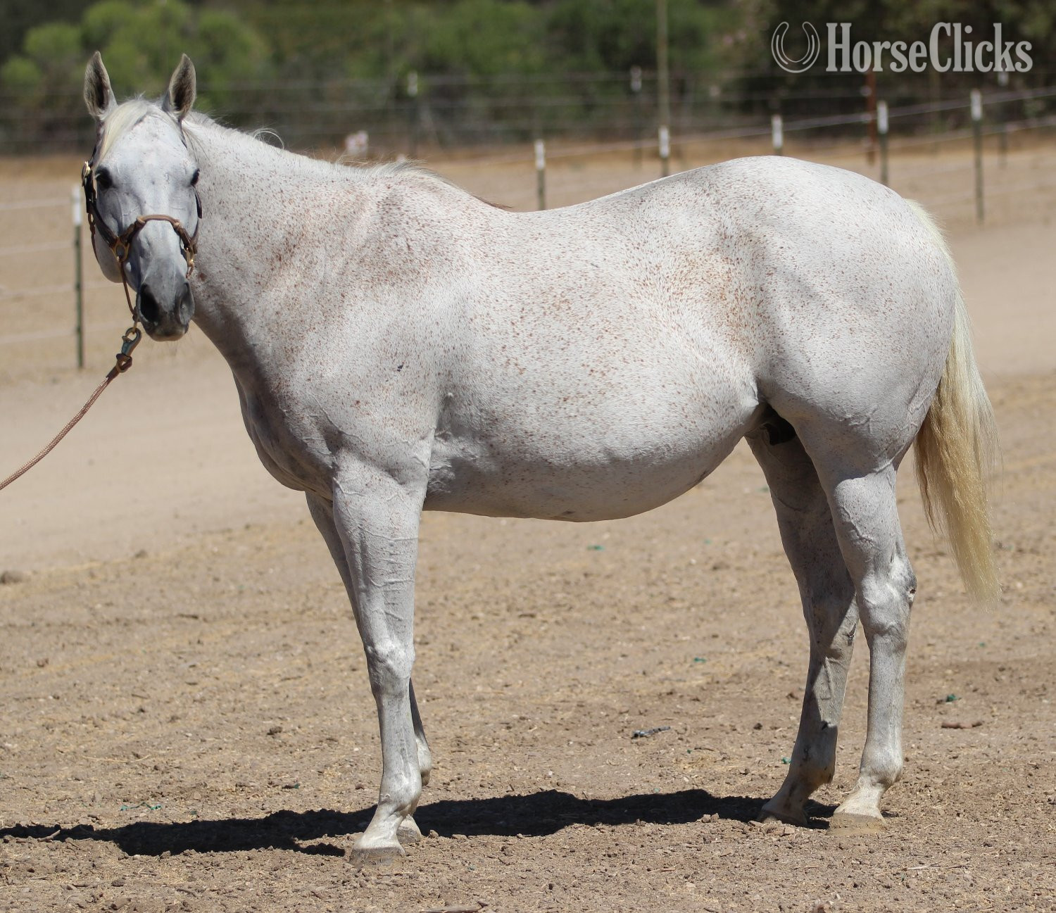 "Precious Time" Grey Mare Thoroughbred - Thoroughbred in California