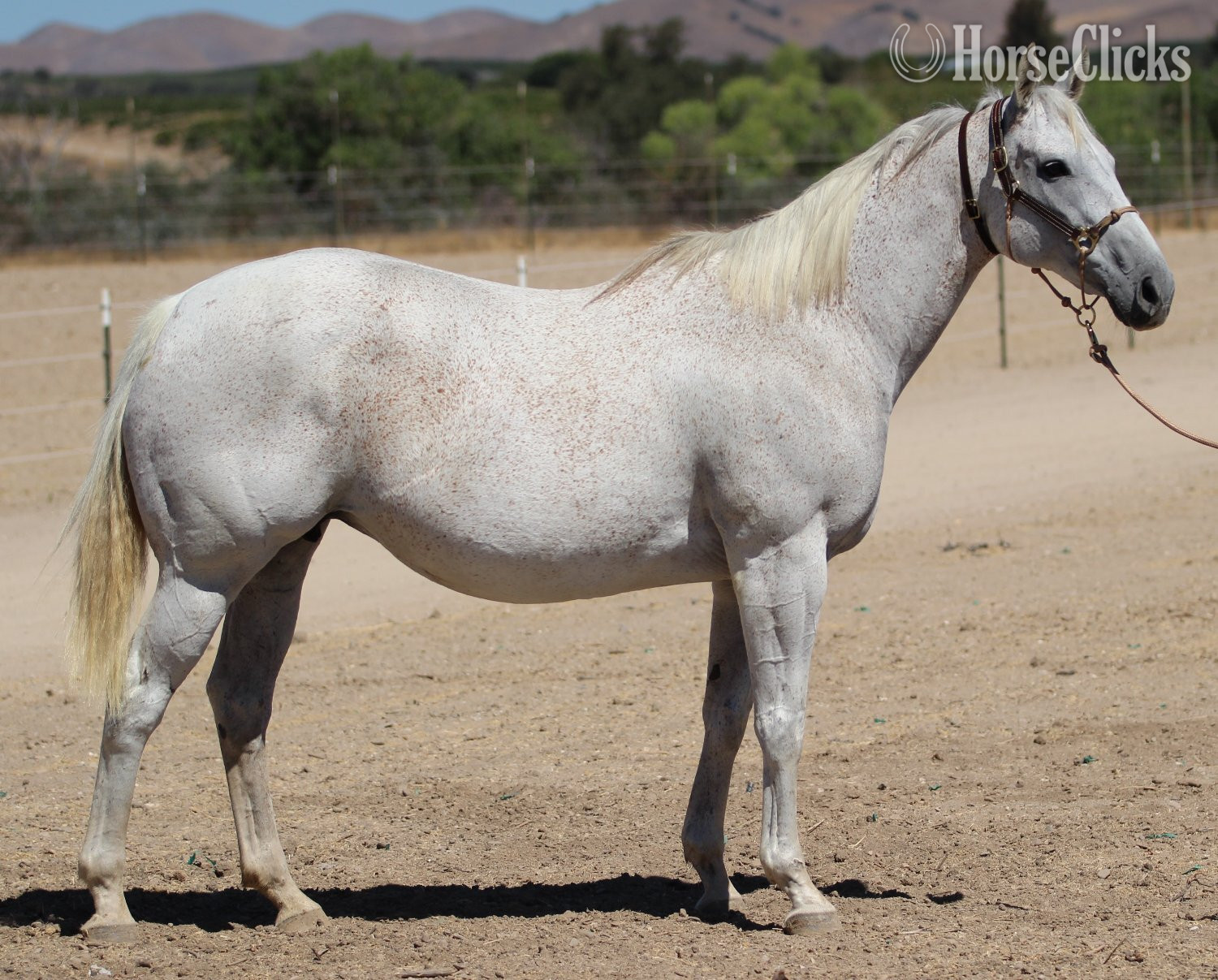 "Precious Time" Grey Mare Thoroughbred - Thoroughbred