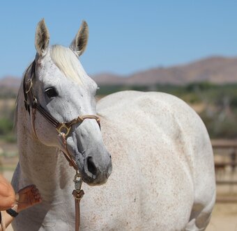 "Precious Time" Grey Mare Thoroughbred