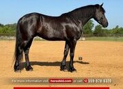 "Panther " Black Gelding Draft