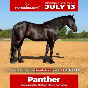 "Panther " Black Gelding Draft