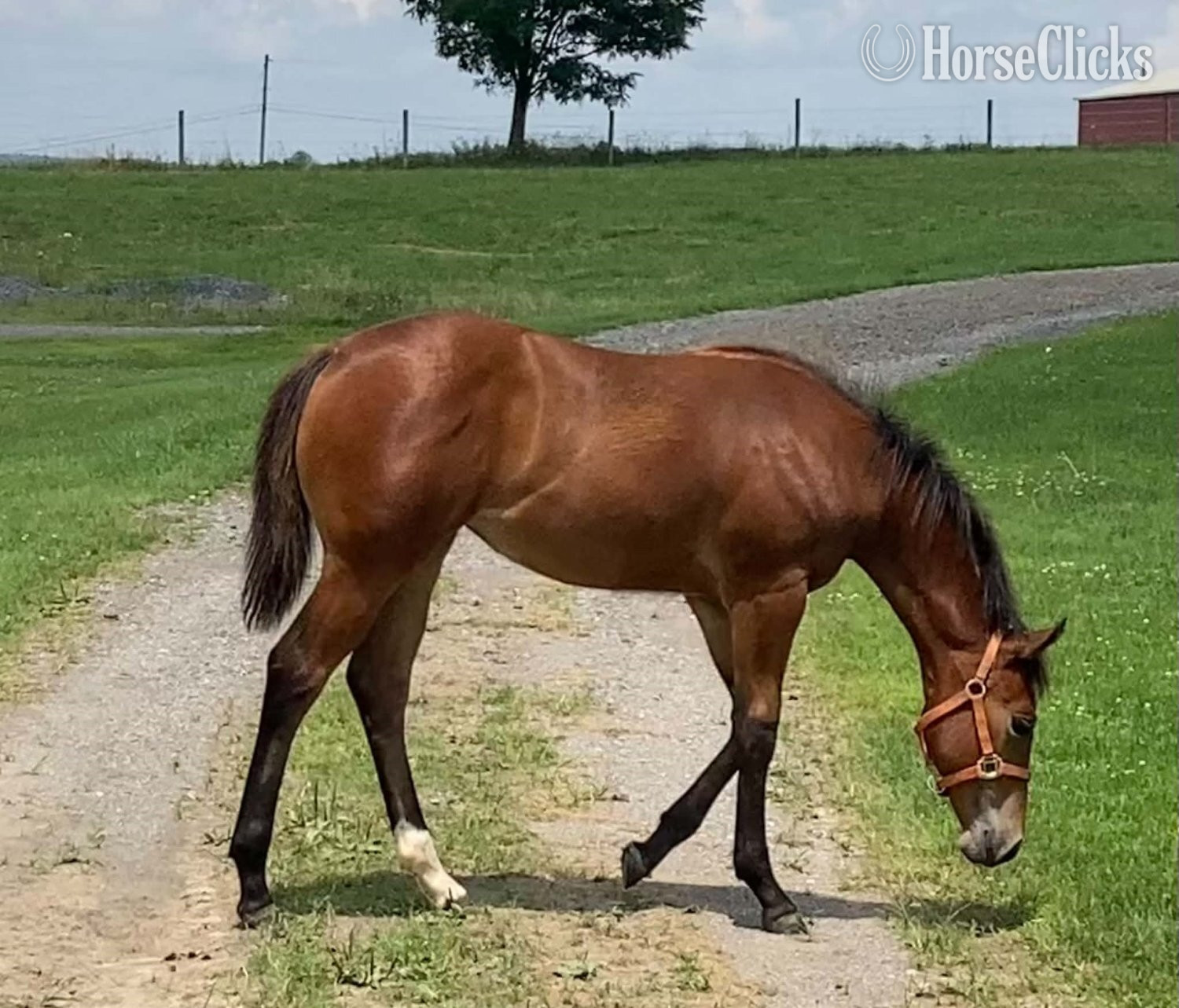 "Made Four Dancin" Bay Filly Quarter Horse in West Virginia