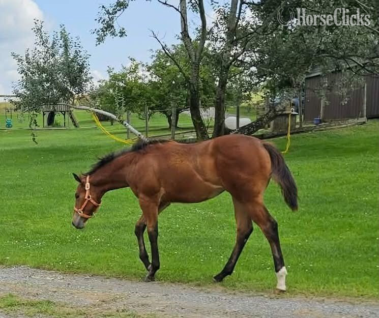 "Made Four Dancin" Bay Filly Quarter Horse