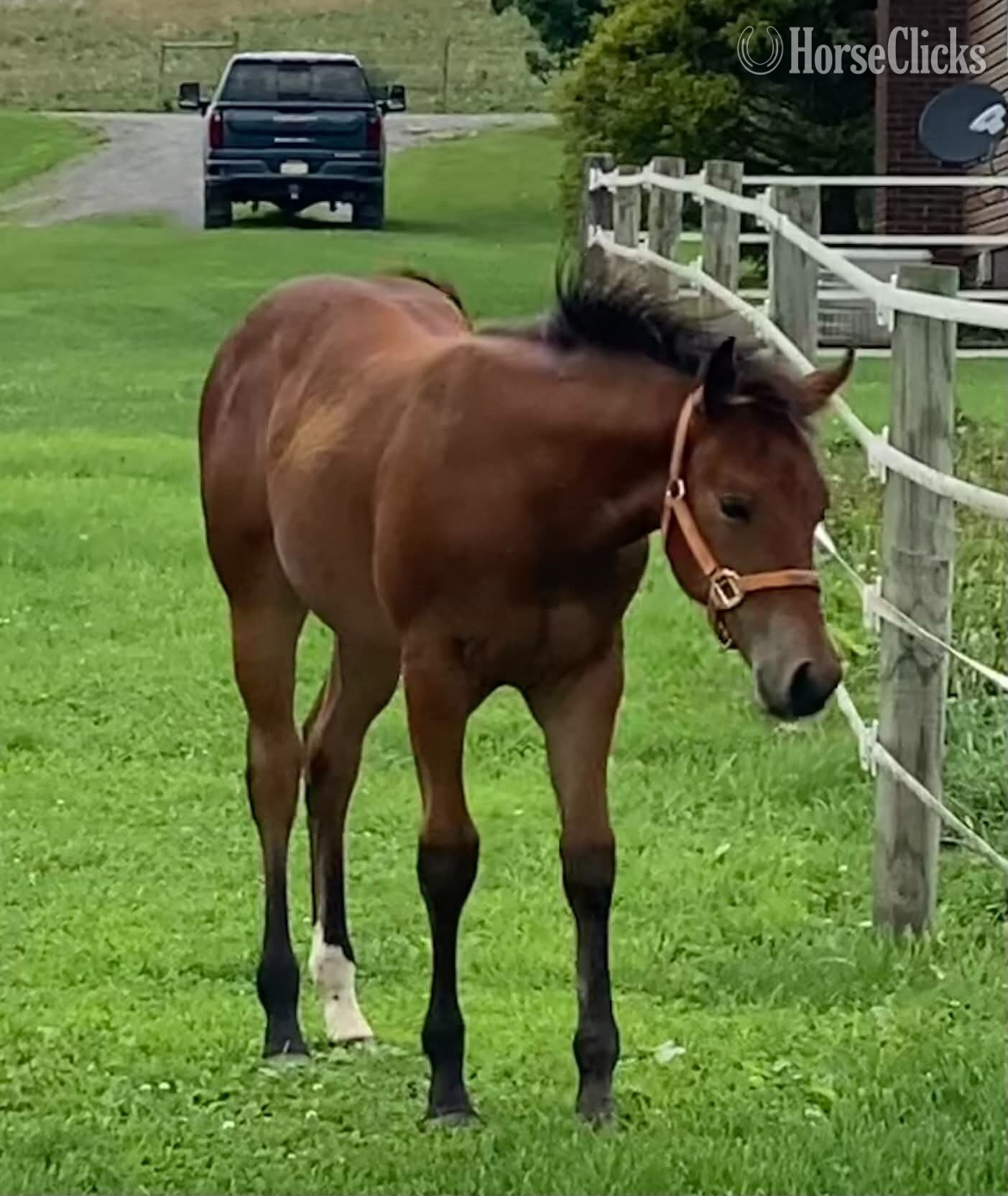 West Virginia "Made Four Dancin" Bay Filly Quarter Horse