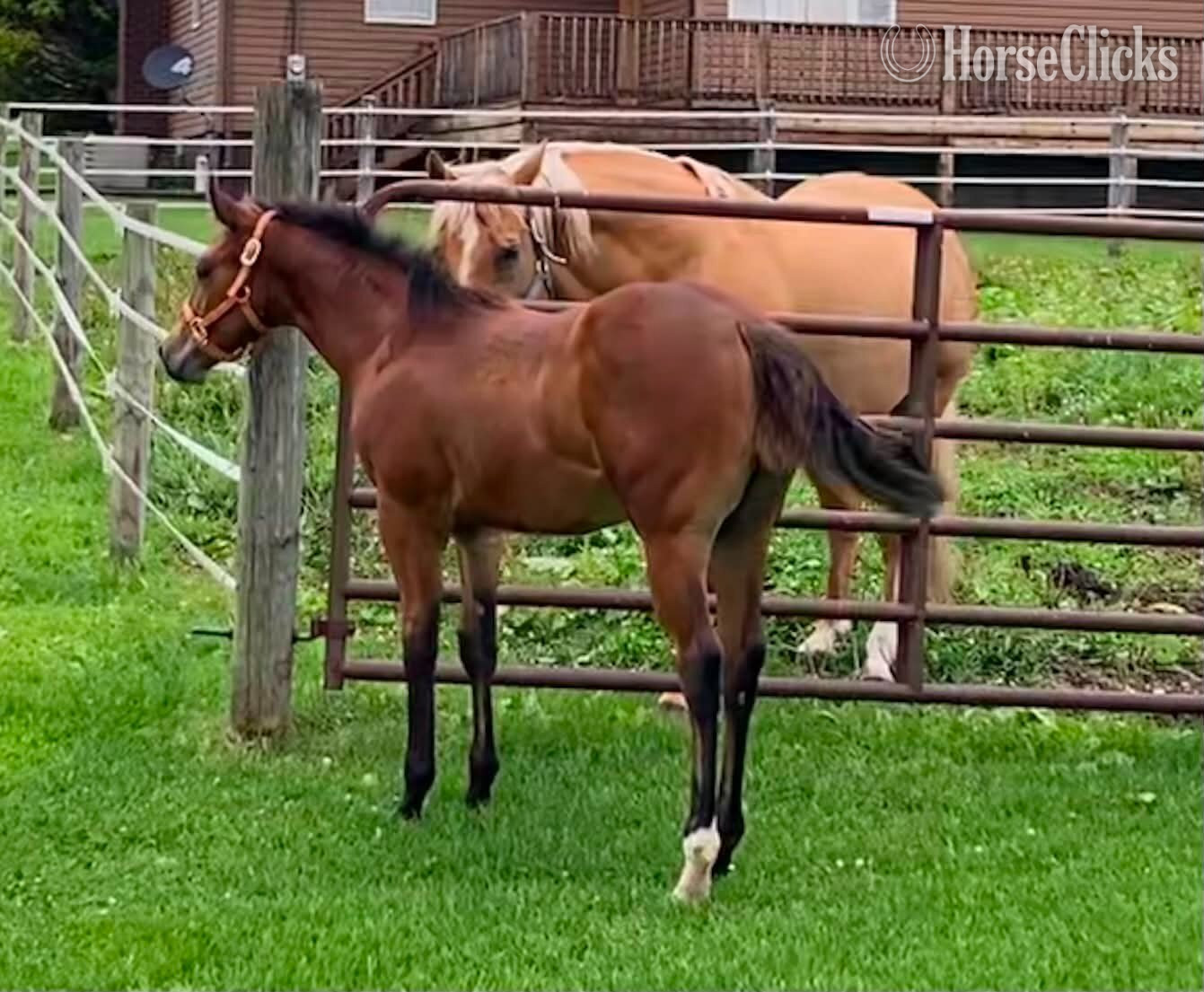 "Made Four Dancin" Bay Filly Quarter Horse - Quarter Horse in West Virginia